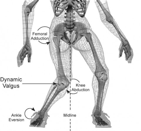 anatomy and ski biomechanics